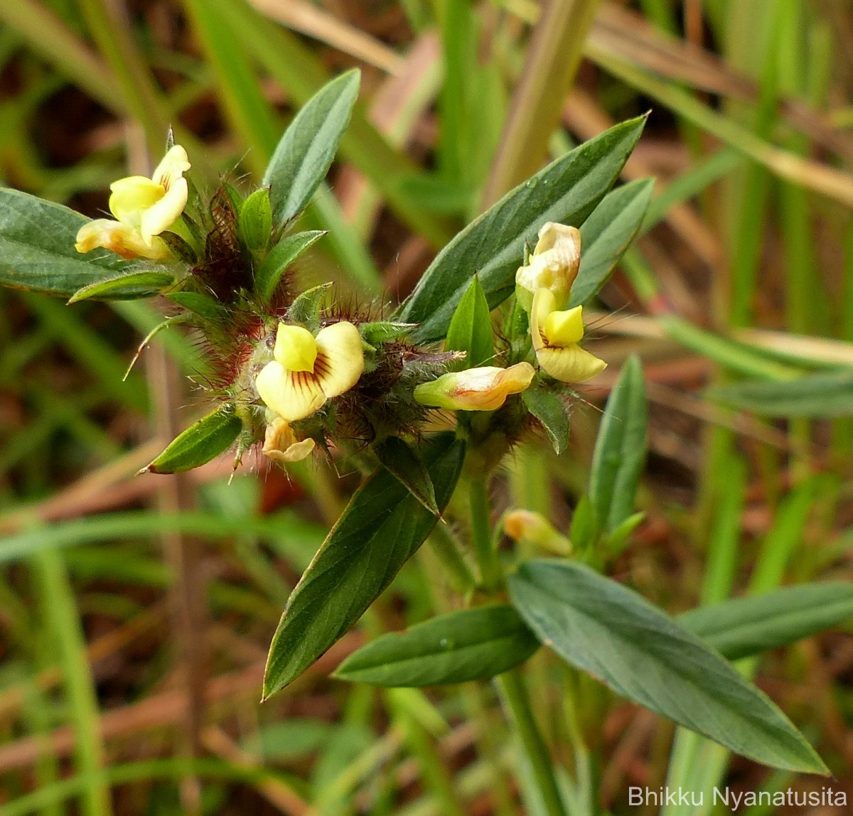 Stylosanthes fruticosa (Retz.) Alston